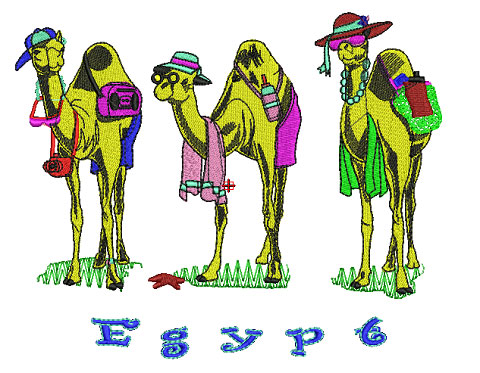 three camels
